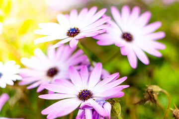 Obraz premium Close up of violet flowers in a garden, Beautiful white and violet flowers in a garden. Close-up of beautiful flower petals in a garden