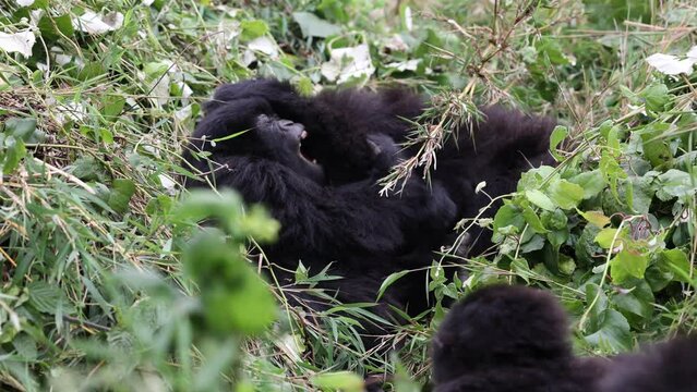 Gorillas resting in the undergrowth in natural habitat within the volcanic central African region