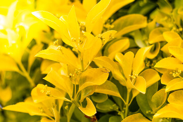 Close up of yellow garden leaves. Colorful yellow croton plants