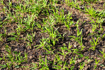 Young water convolvulus in vegetable patch