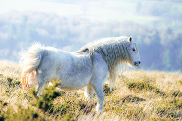 beautiful white horse in the field with strong sunlight