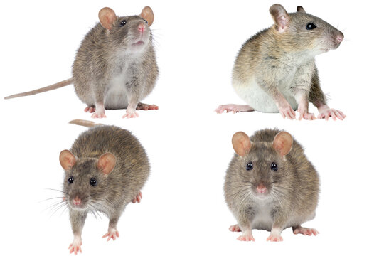 Four Rat On White Background