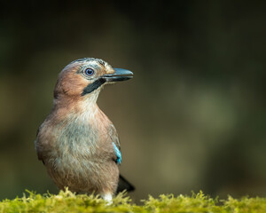 Portrait of a Jay