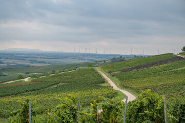 Vineyard landscape with lots of vine plants and wind park with wind turbines in background during...