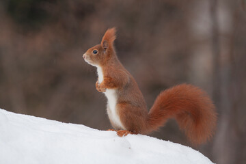 Squirrel (Sciurus vulgaris)