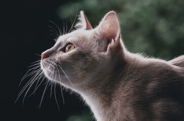 Portrait of a cute cat face 