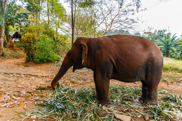 Fototapeta na wymiar Asian elephant in Thailand. Elephant Nature Park, Thailand