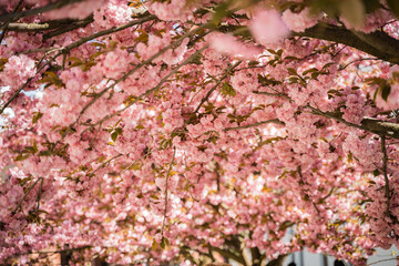 cherry blossom tree in spring time with pink petals and green leaves in Ukraine