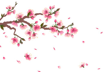 Obraz na płótnie Canvas Cherry blossom branch with falling petals isolated on white. Space for your text. Vector