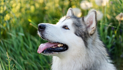 Portrait of Alaskan malamut dog looking away with open mouth with green grass on background