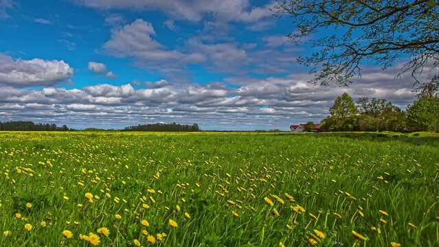 Perfect ideal rapeseed flowering fields at Australian fields timelapse