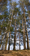 Spring natural background: The edge of the forest with tall trees in the rays of the evening sun.