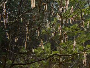 Spring natural background: Alder branches with fluffy gray and yellow buds on a green background of forest trees in the rays of the evening sun.
