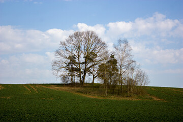 Spring landscape: A green field with an islet of several trees and a blue evening sky in the setting sun.