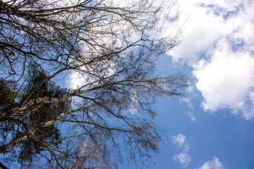 Spring natural background: Branches of birches against a blue sky with white clouds.