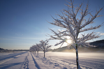 Fototapeta na wymiar 青空と雪が付着した桜の木