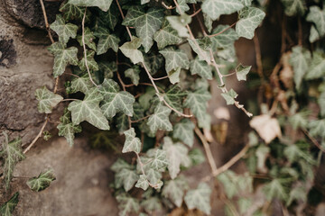 Green ivy leaves on a stone wall. Shallow depth of field.