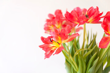 Obraz na płótnie Canvas Red tulips. Beautiful flowers on soft light background.