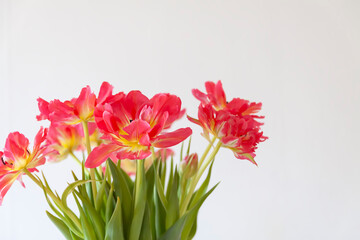 Red tulips. Beautiful flowers on soft light background.