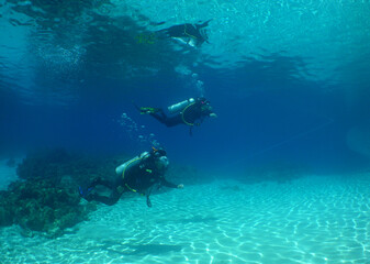Fototapeta premium divers on a reef in the caribbean sea