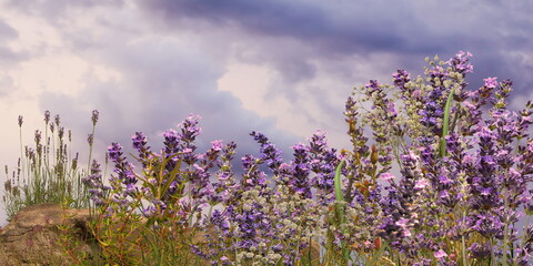 Obraz premium wild flowers lavender field on horizon romantic young people walk , cloudy sky nature landscape impressionism art pain generated ai