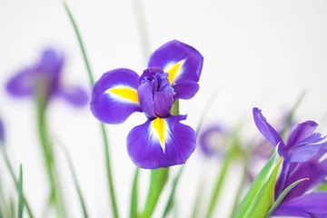 Keuken spatwand met foto Purple iris flowers. Beautiful bouquet n soft white background. © pictures_for_you