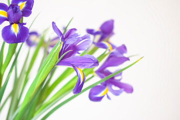 Purple iris flowers. Beautiful bouquet n soft white background.
