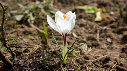  One of the first flowers in a spring garden is a white crocus flower with a bright orange pistil and thin green leaves.