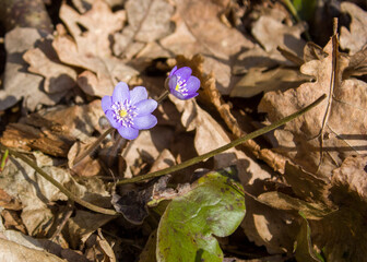 The first forest flowers are light blue streaks surrounded by last year's brown leaves.