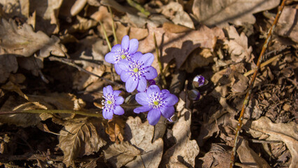 The first forest flowers are light blue streaks surrounded by last year's brown leaves.