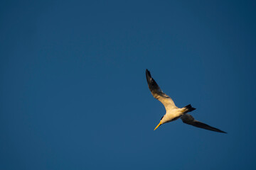 Gaviota volando al atardecer