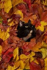 black and white cat looking through hole in colorful autumn leaves foliage. Autumn background with a cat pet - 571894928