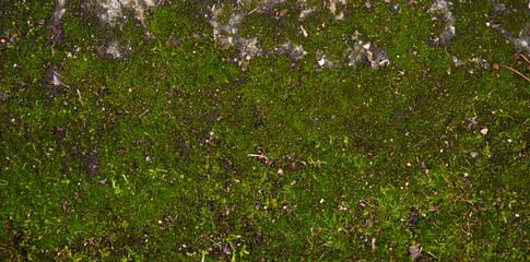 Moss green texture. Moss background. Green moss on grunge texture, background. Long web banner - 571894948
