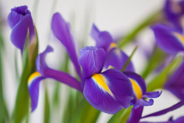 Purple iris flowers. Beautiful bouquet n soft white background.