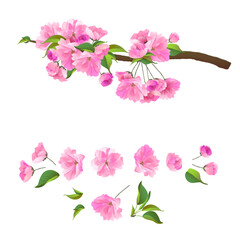 Vector graphics of Sakura on a white background. Realistic illustration of pink flowers. A picture of the three branches of the cherry blossoms.