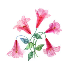 Lapageria Transparent watercolor flowers and leaves bouquet. Pink Tropical translucent flowers. Vibrant summer  floral arrangement isolated on white