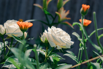 White roses in the garden