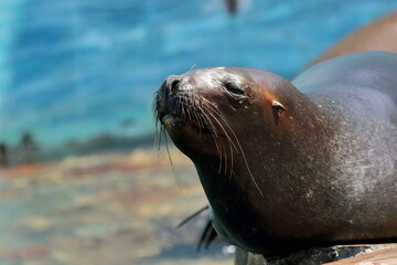 太陽光を浴びたオタリアのポートレート