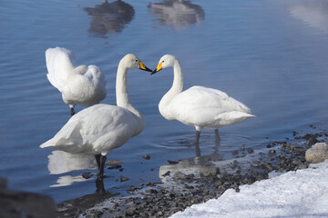Fototapeta premium 冬の屈斜路湖の白鳥