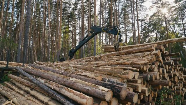 Industrial Tractor Unloads Logs From Vehicle To Pile Aside For Timberland Deforest. Timberland Deforest To Gather Wood Materials. Working Process Of Timberland Deforest. Tree Trunks. Big Machine.