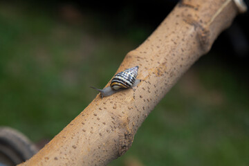 Small snail walking on a cut branch prepared for firewood