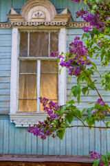 A branch of blooming lilac against the background of an old wooden house. Purple flower and blue house in the village. Flowering bush in the spring in the garden. Bloom