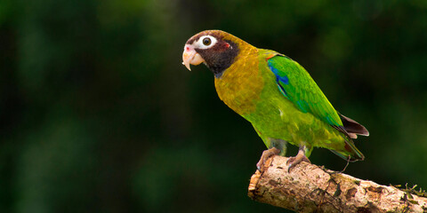 Brown-hooded Parrot, Pionopsitta haematotis, Tropical Rainforest, Costa Rica, America