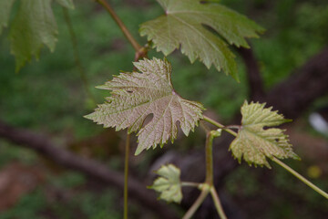New green vine leaves close-up.