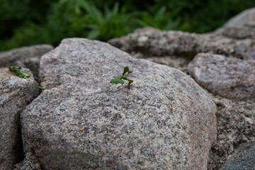 Ants surrounding a green lizard on a stone.
