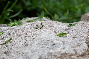 Ants surrounding a green lizard on a stone.