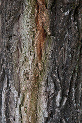 background or rustic texture of a tree trunk