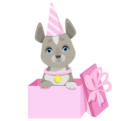Gray dog sits in a pink gift box