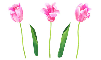 Pink vector tulip flowers. Hand drawn watercolor botanical illustration. Set for floral design isolated on white background.