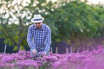 Naklejka na ściany i meble Asian gardener is cutting purple chrysanthemum flowers using secateurs for cut flower business for dead heading, cultivation and harvest season